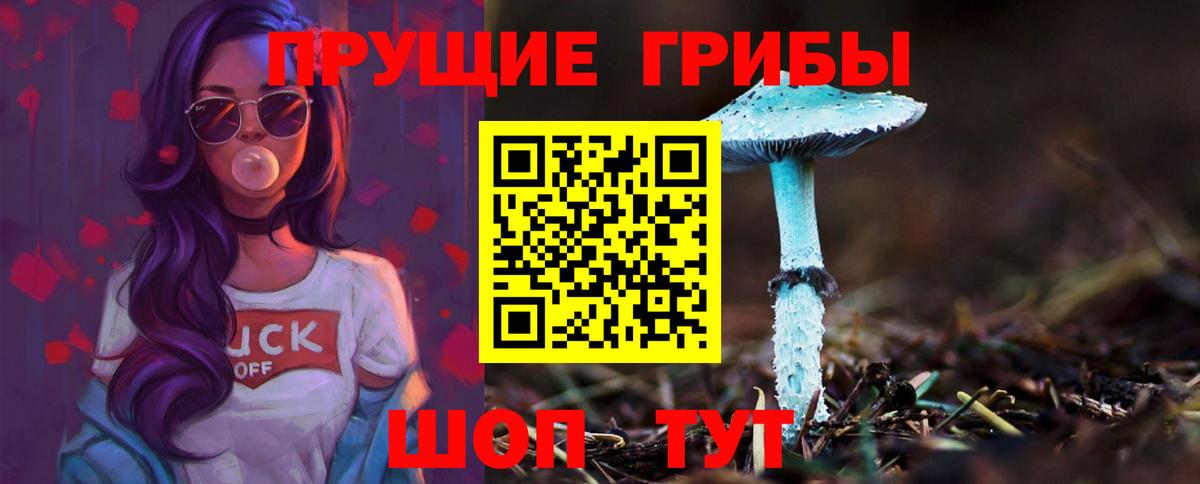 Сунжа  Псилоцибиновые грибы Psilocybe  Вход с VPN 